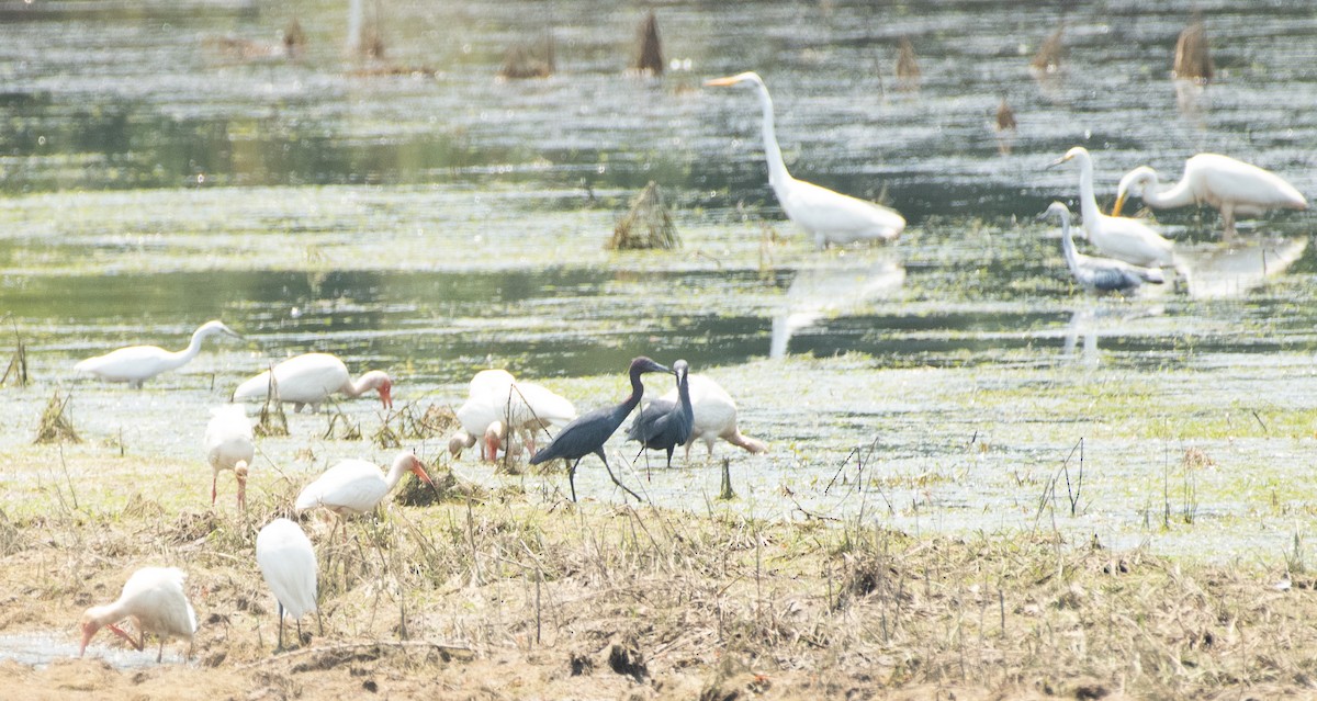 Great Egret - ML620505805