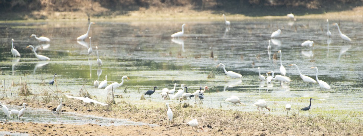 Great Egret - ML620505806