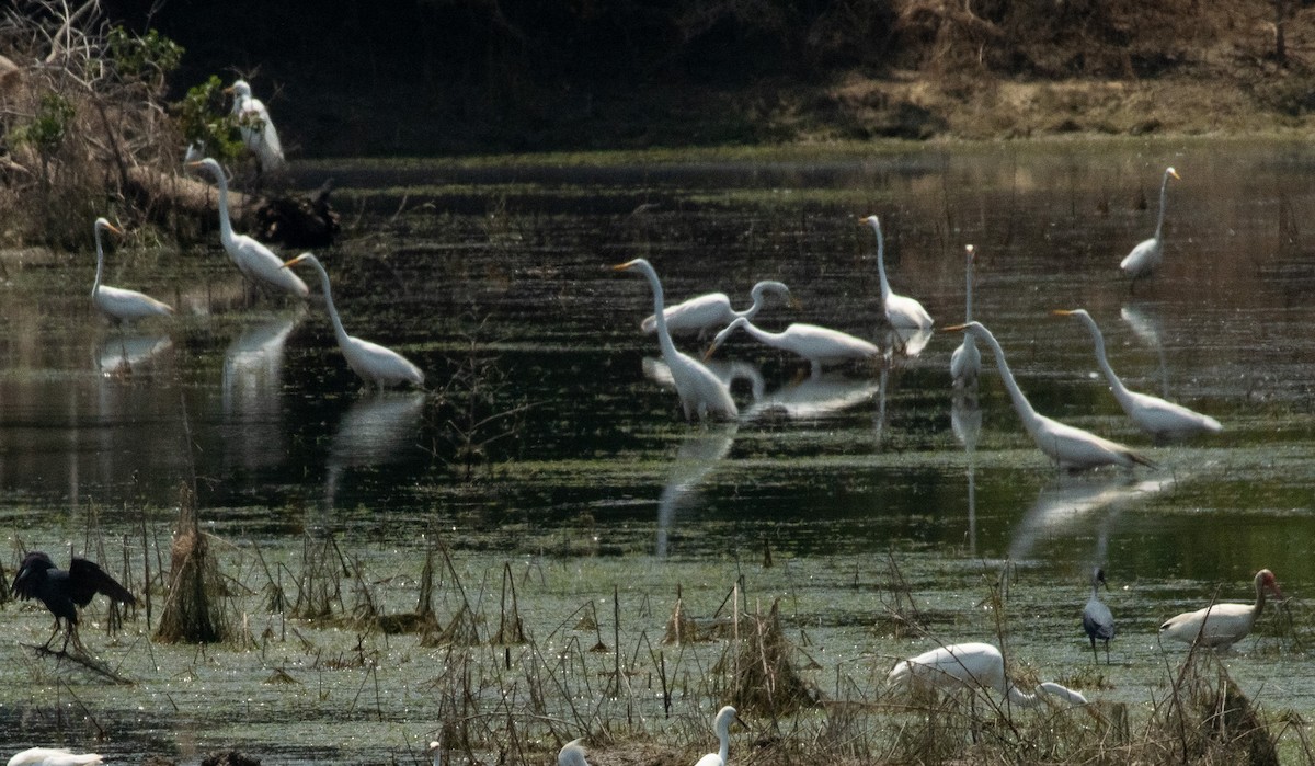 Great Egret - ML620505808