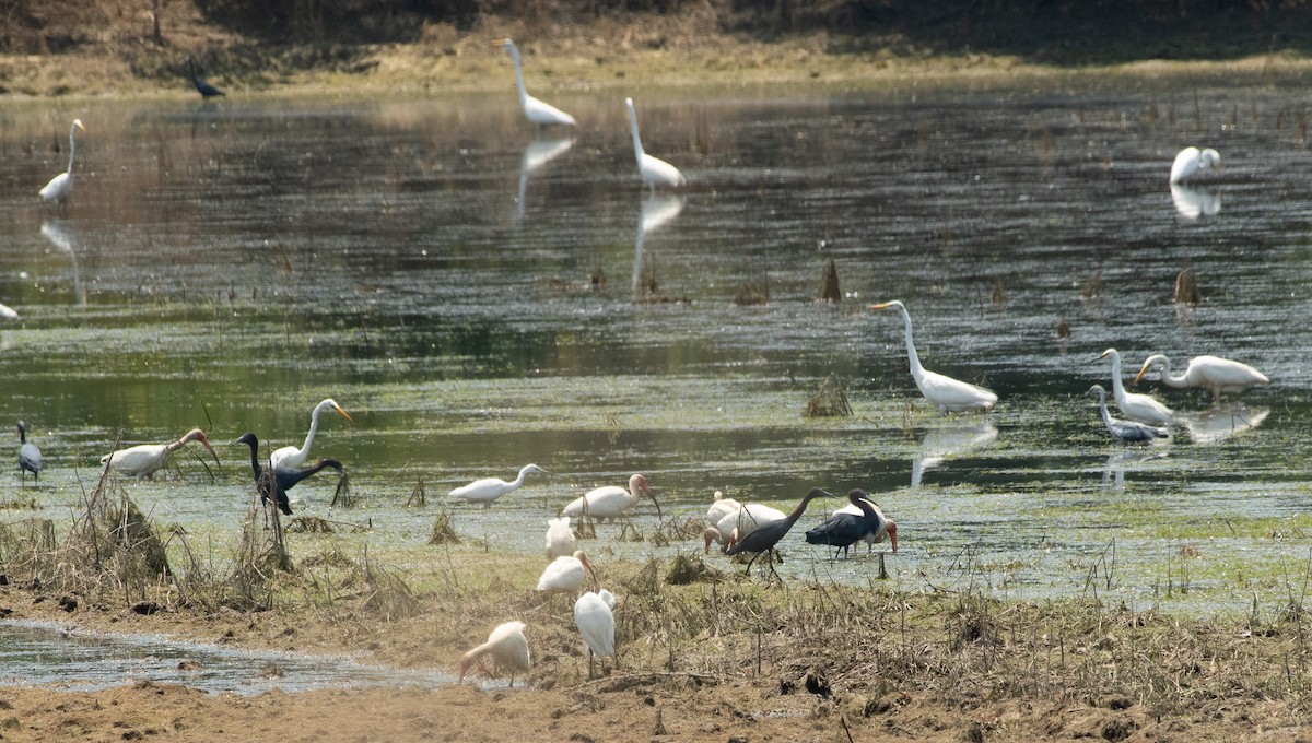 Great Egret - ML620505811