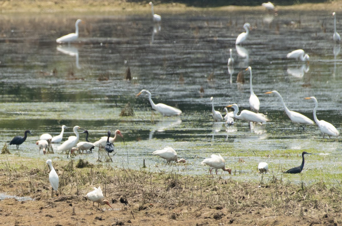 Great Egret - ML620505813