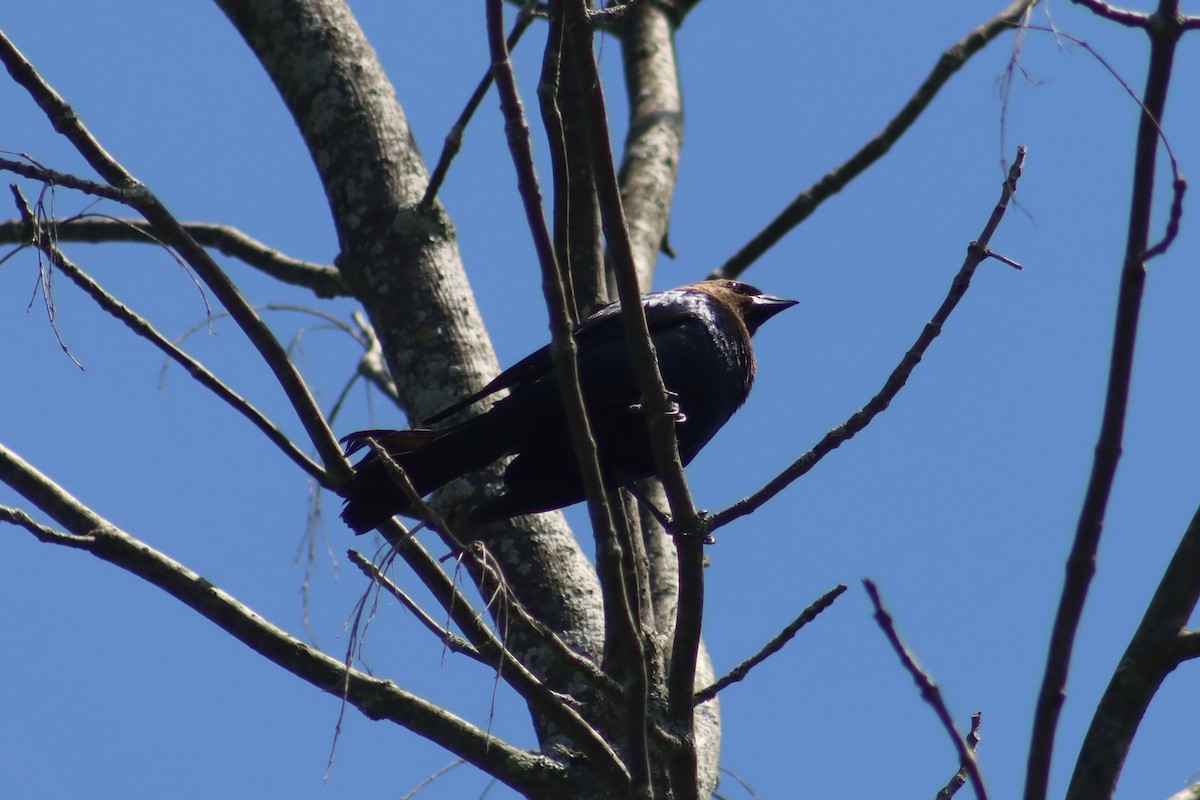 Brown-headed Cowbird - ML620505818