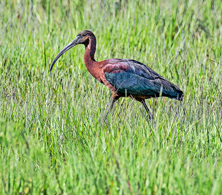 Glossy Ibis - ML620505820