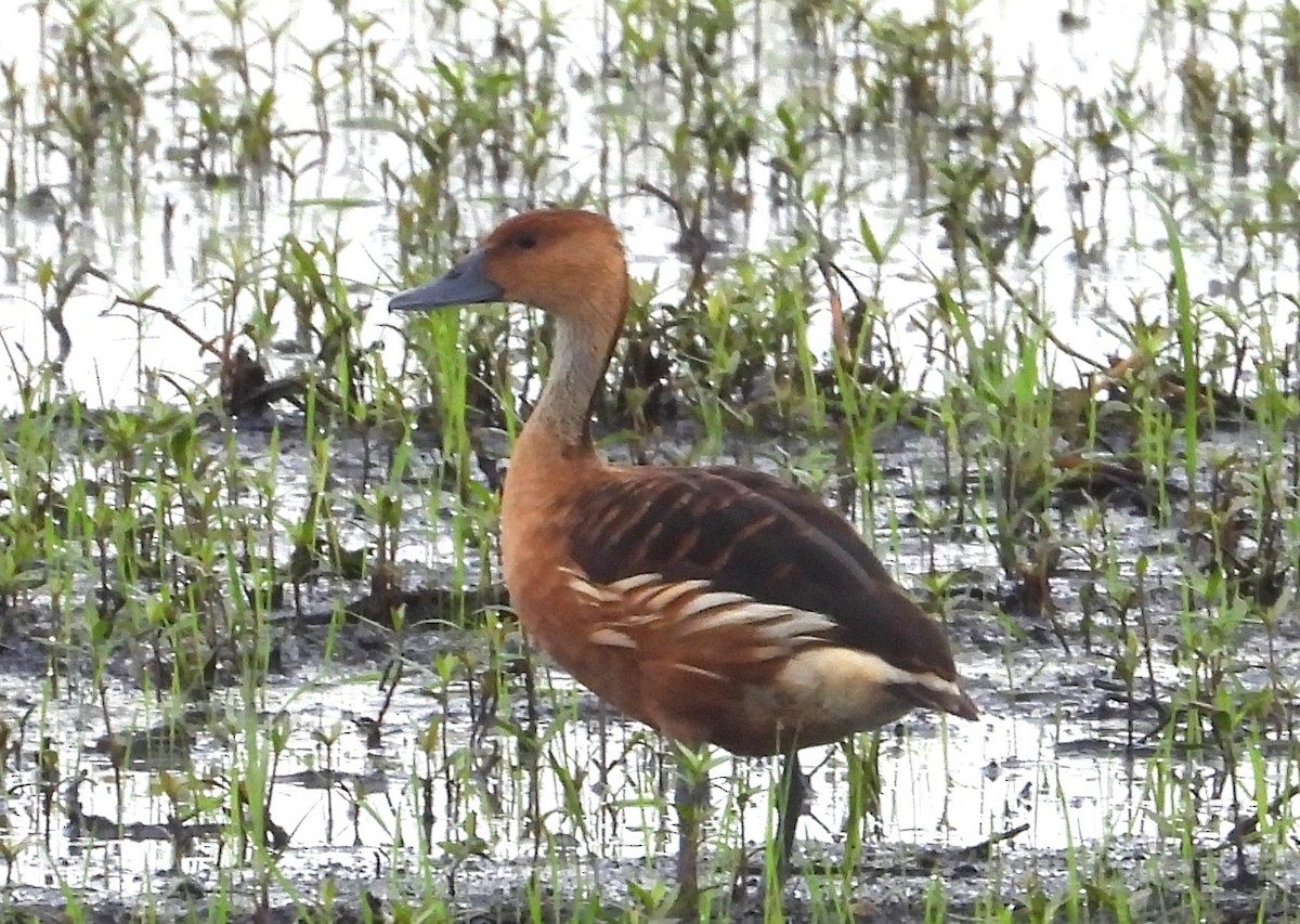 Fulvous Whistling-Duck - ML620505824