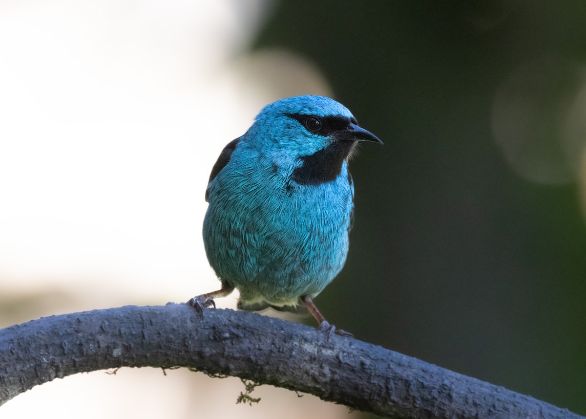 Blue Dacnis - ML620505826