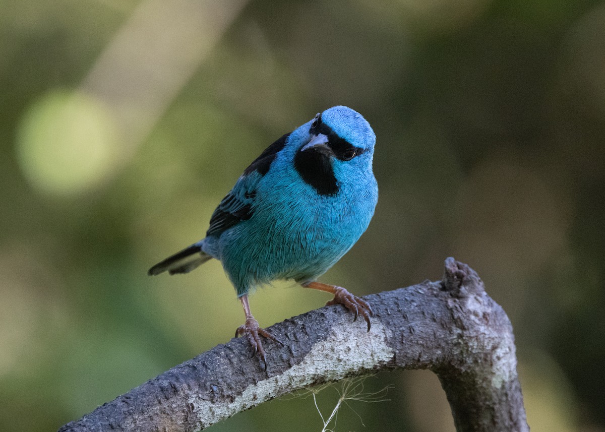 Blue Dacnis - ML620505830