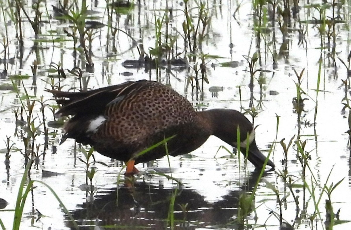 Blue-winged Teal - ML620505831