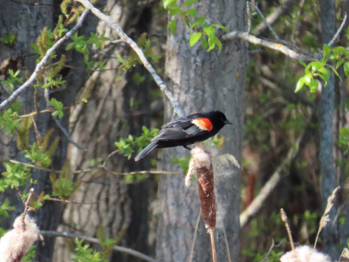 Red-winged Blackbird - ML620505836