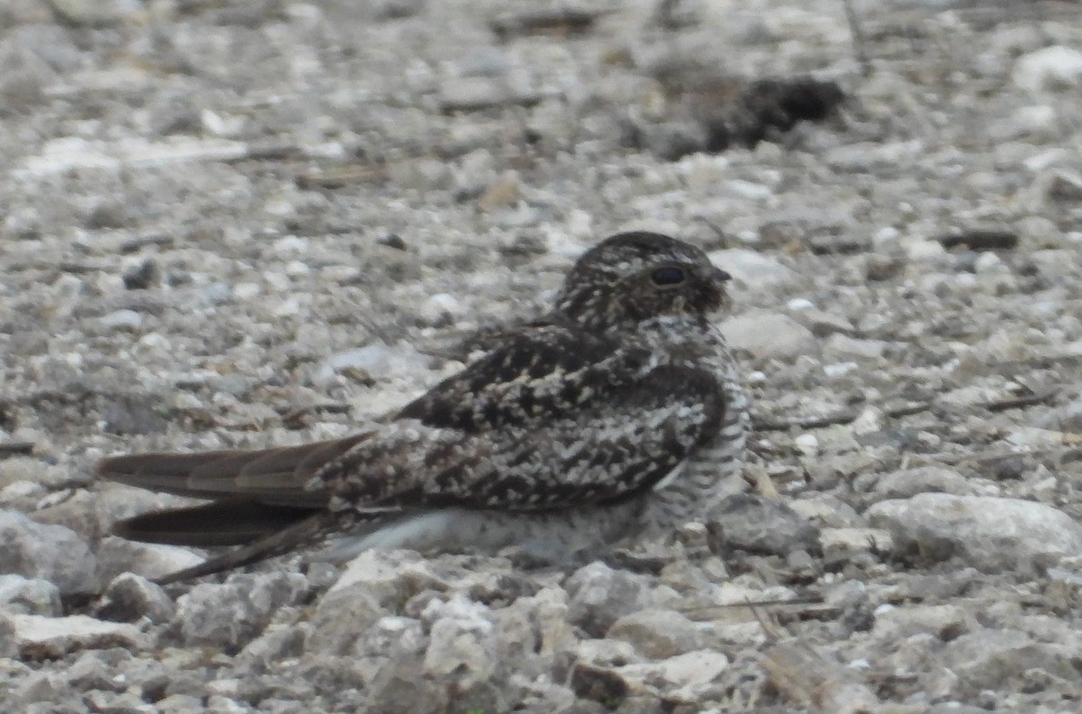 Common Nighthawk - ML620505840