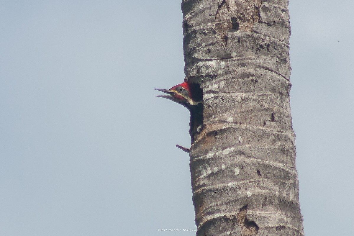 Lineated Woodpecker - Pedro Cabello Maleno