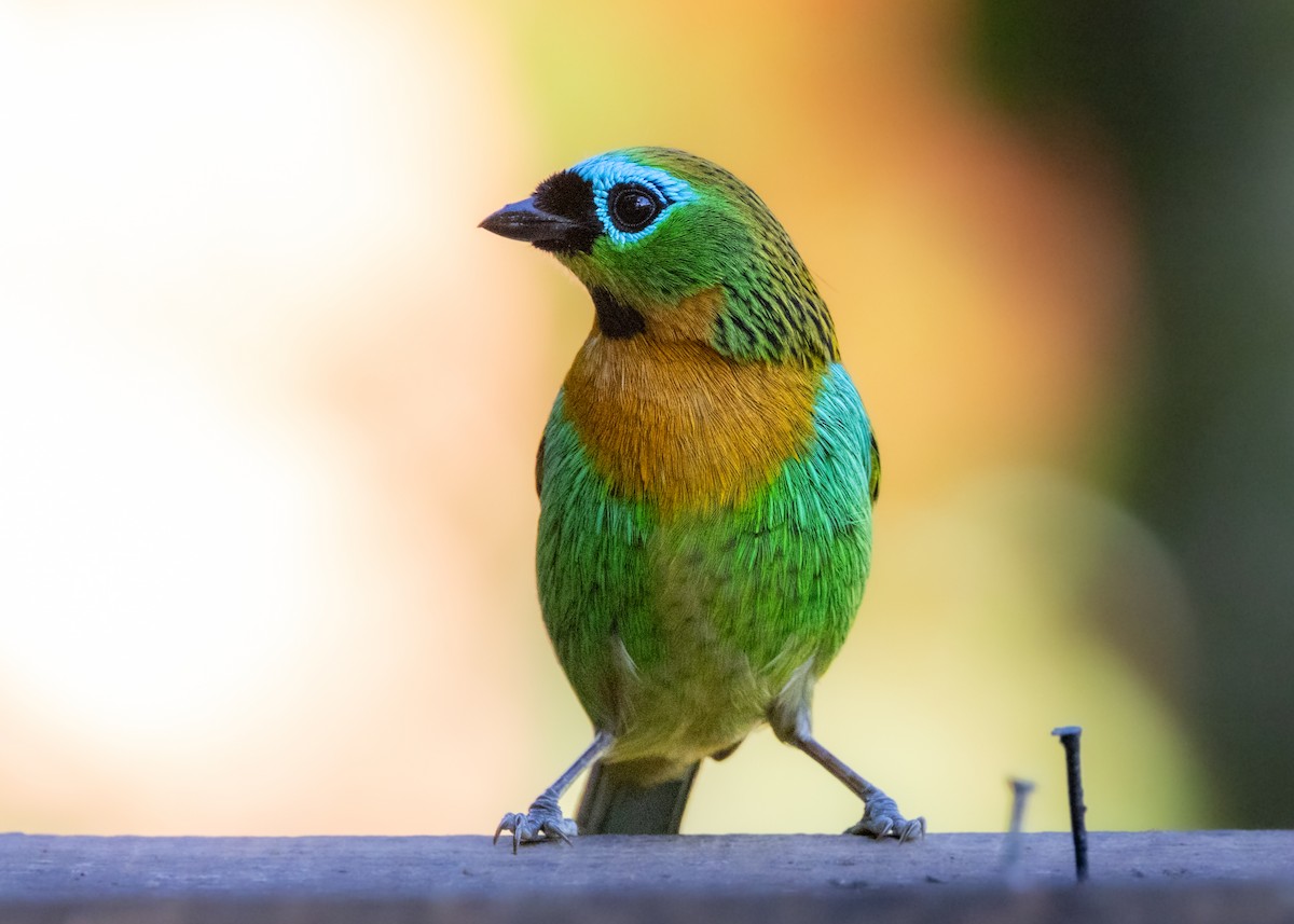 Brassy-breasted Tanager - ML620505844