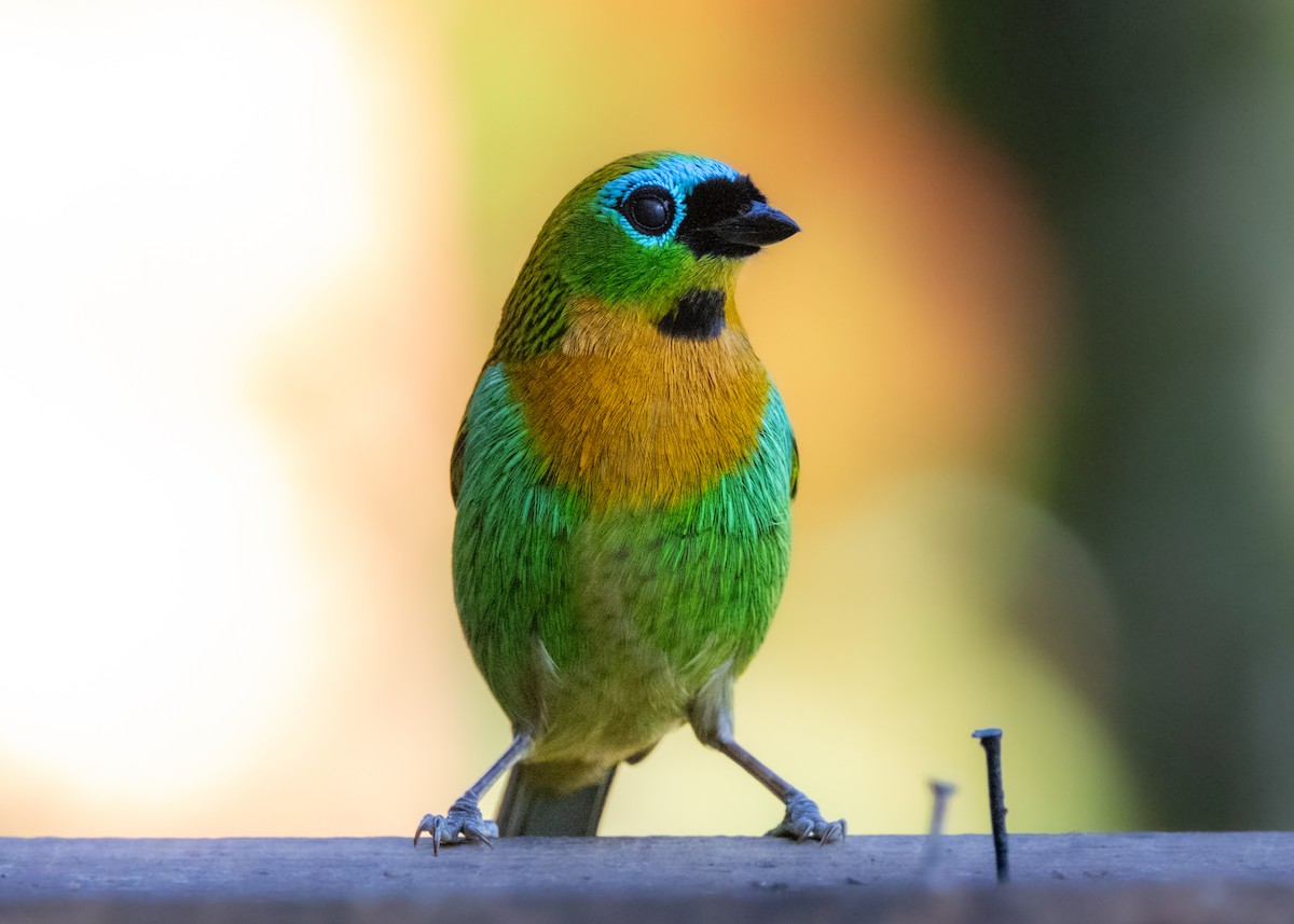 Brassy-breasted Tanager - ML620505845