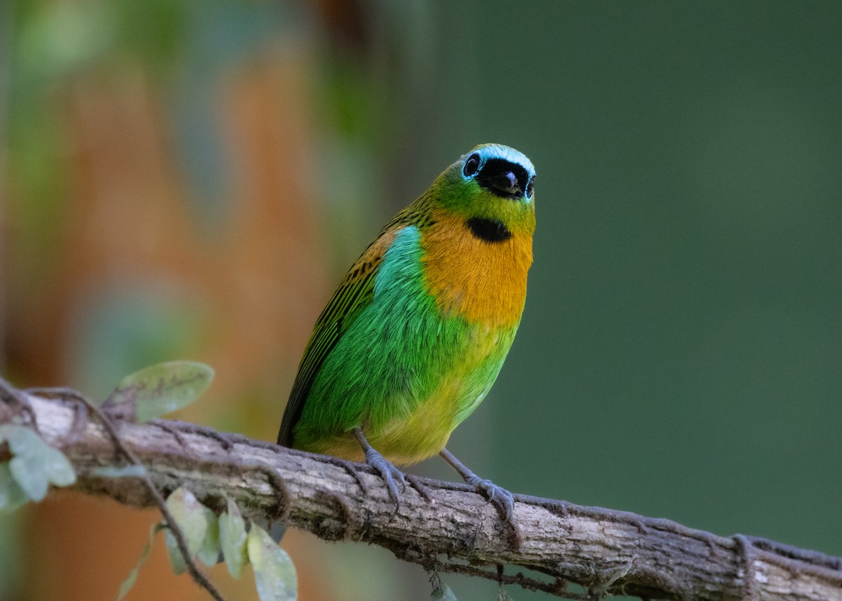 Brassy-breasted Tanager - ML620505849