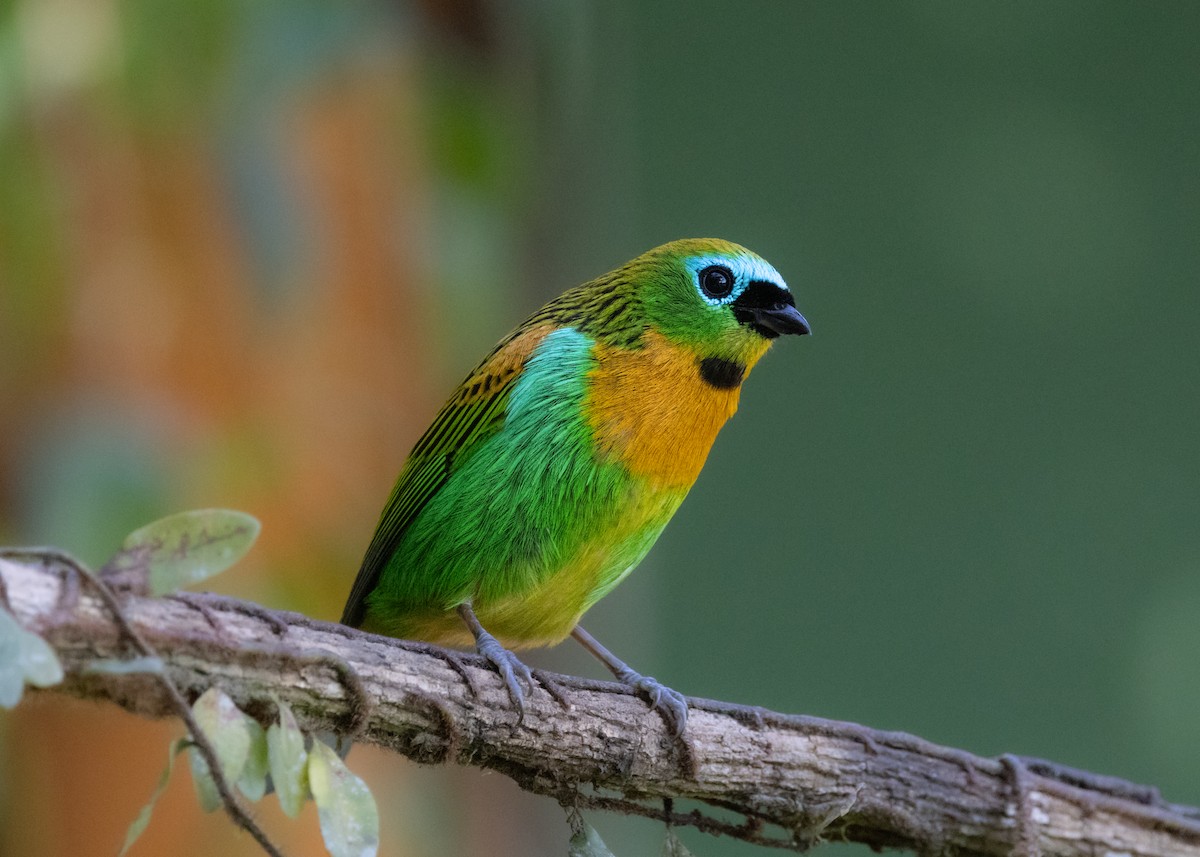 Brassy-breasted Tanager - ML620505851