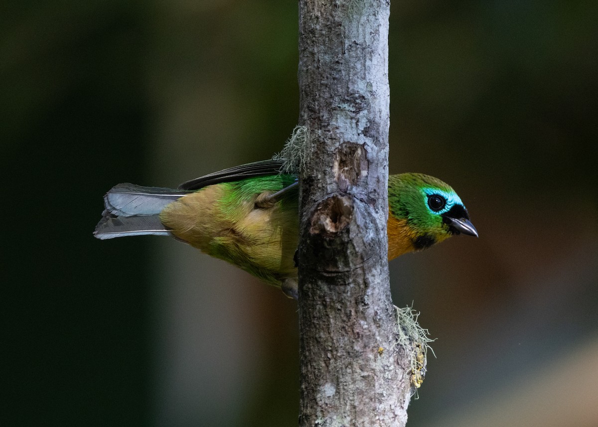 Brassy-breasted Tanager - ML620505852