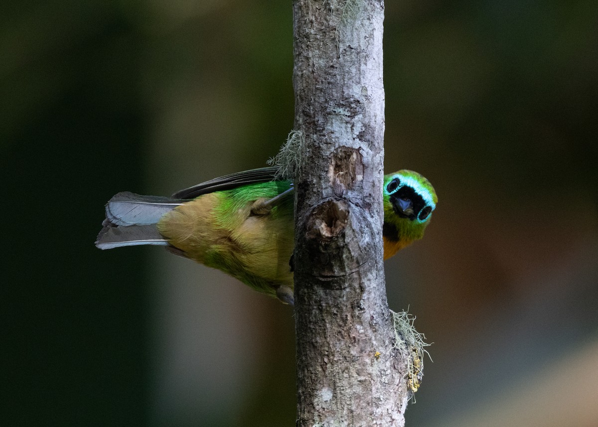 Brassy-breasted Tanager - ML620505853