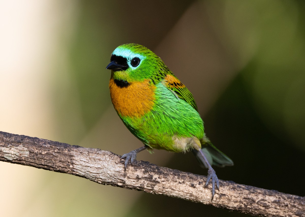Brassy-breasted Tanager - ML620505859