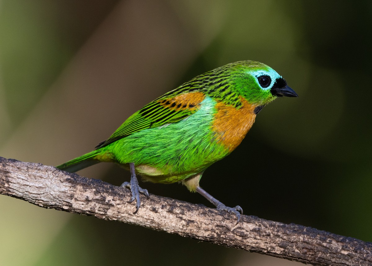 Brassy-breasted Tanager - ML620505862