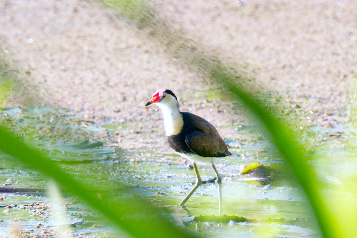 Comb-crested Jacana - ML620505878