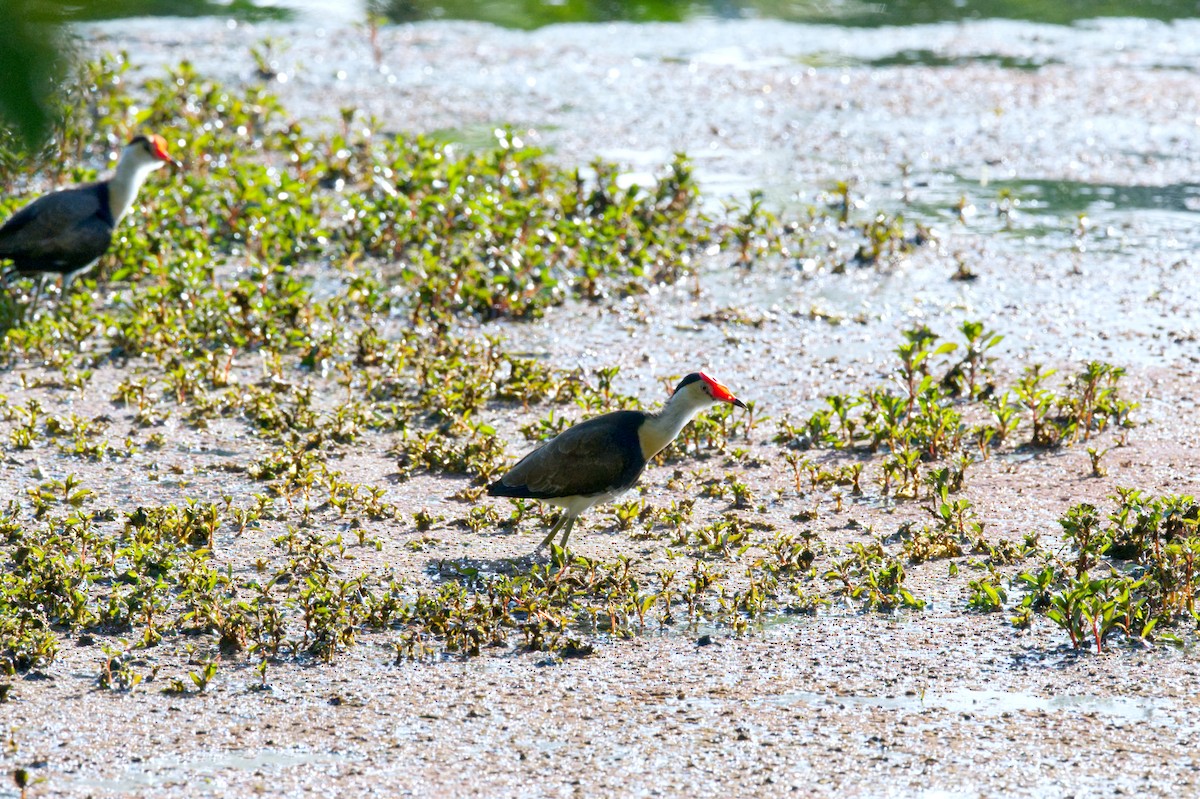 Comb-crested Jacana - ML620505879