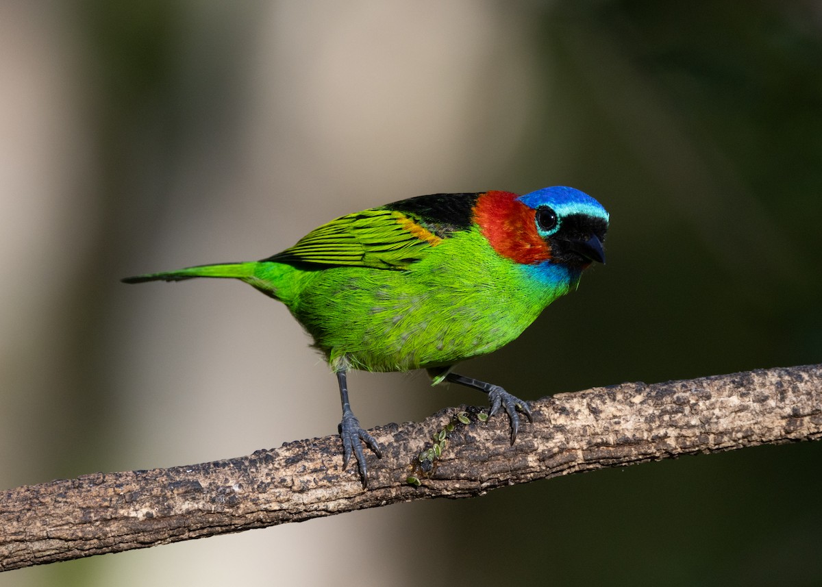 Red-necked Tanager - ML620505880