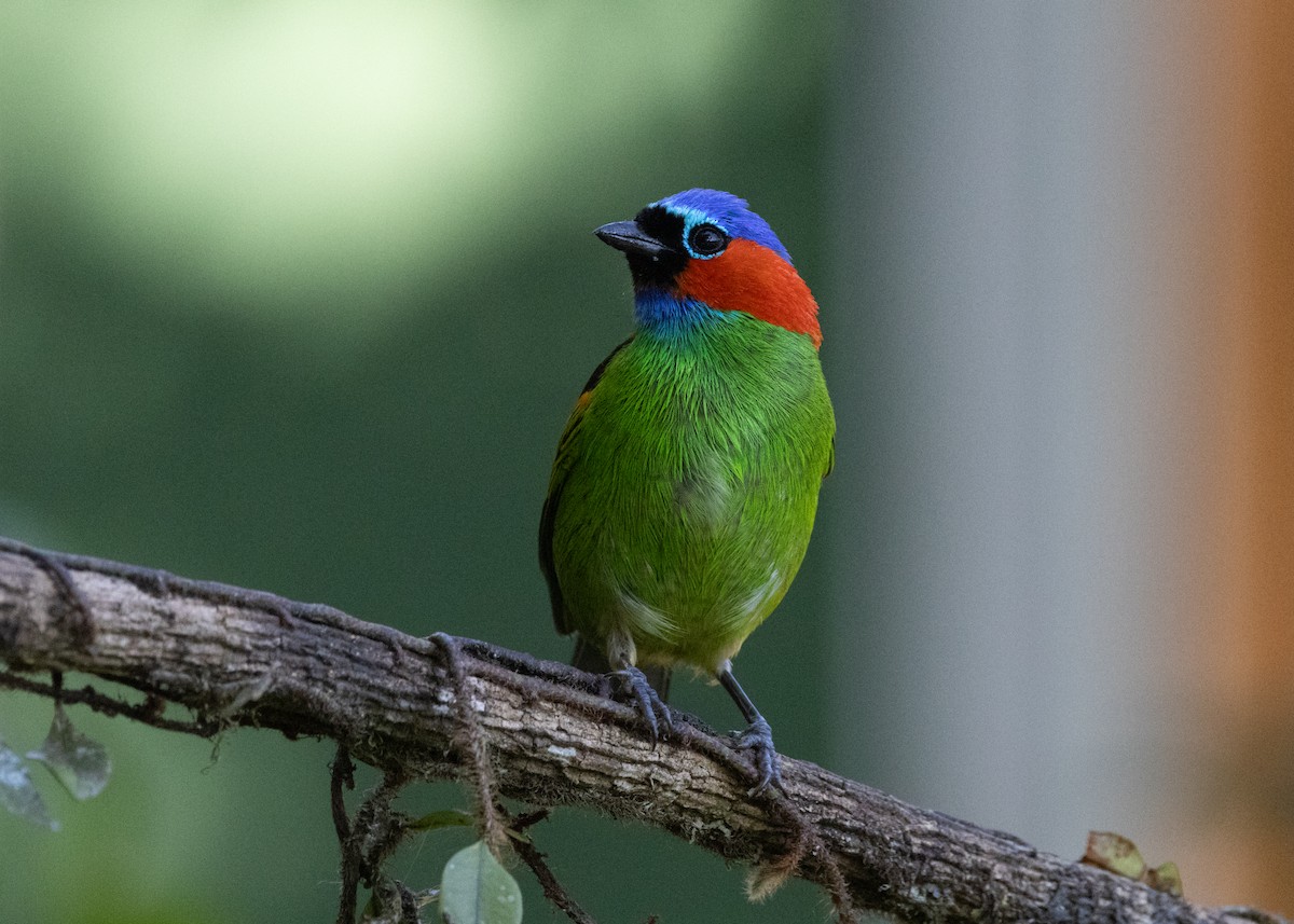 Red-necked Tanager - ML620505881