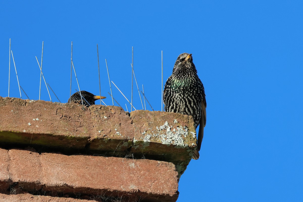 European Starling - ML620505885