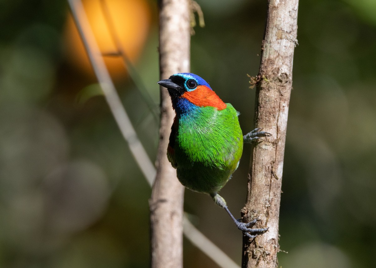 Red-necked Tanager - ML620505886