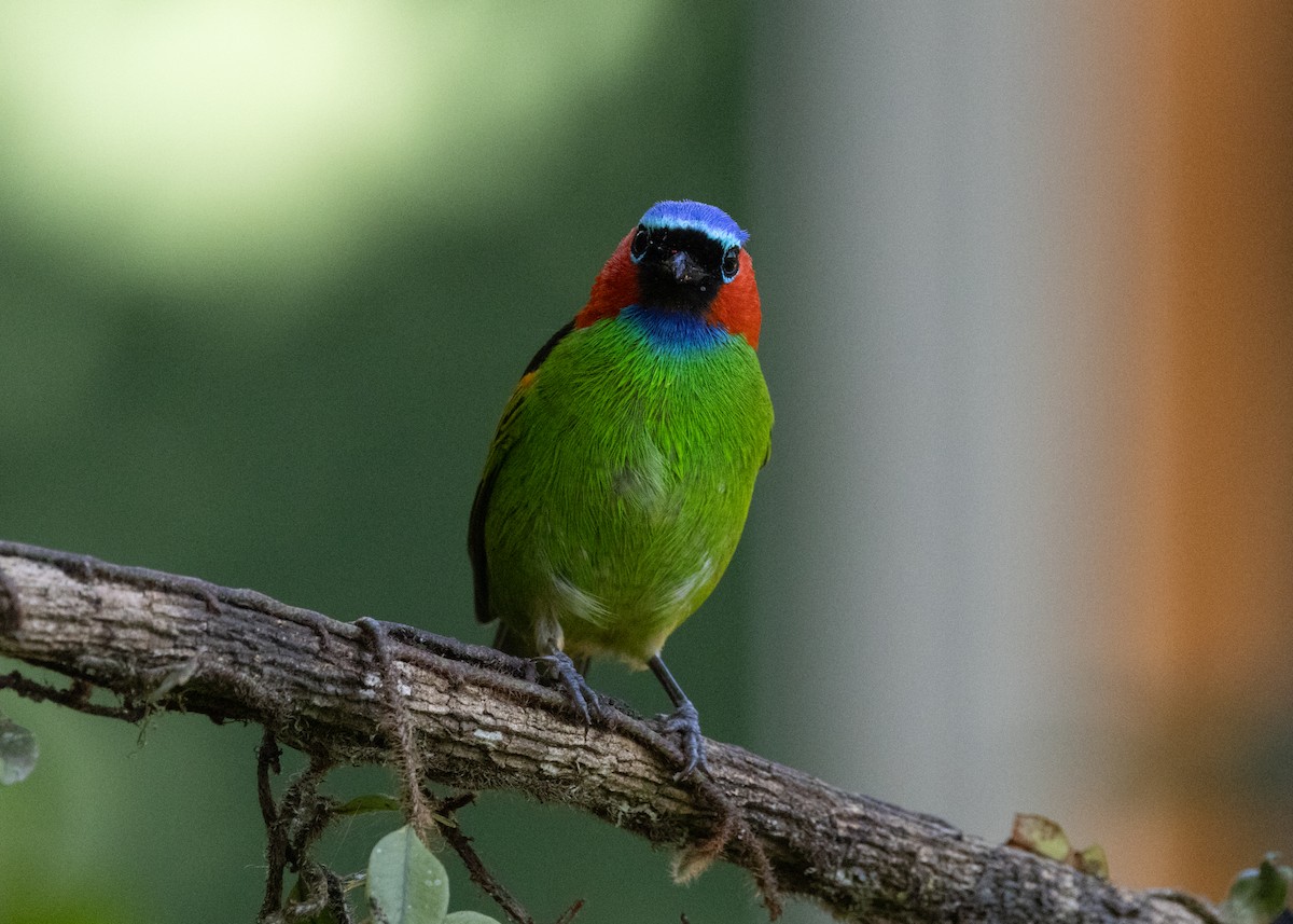 Red-necked Tanager - ML620505889