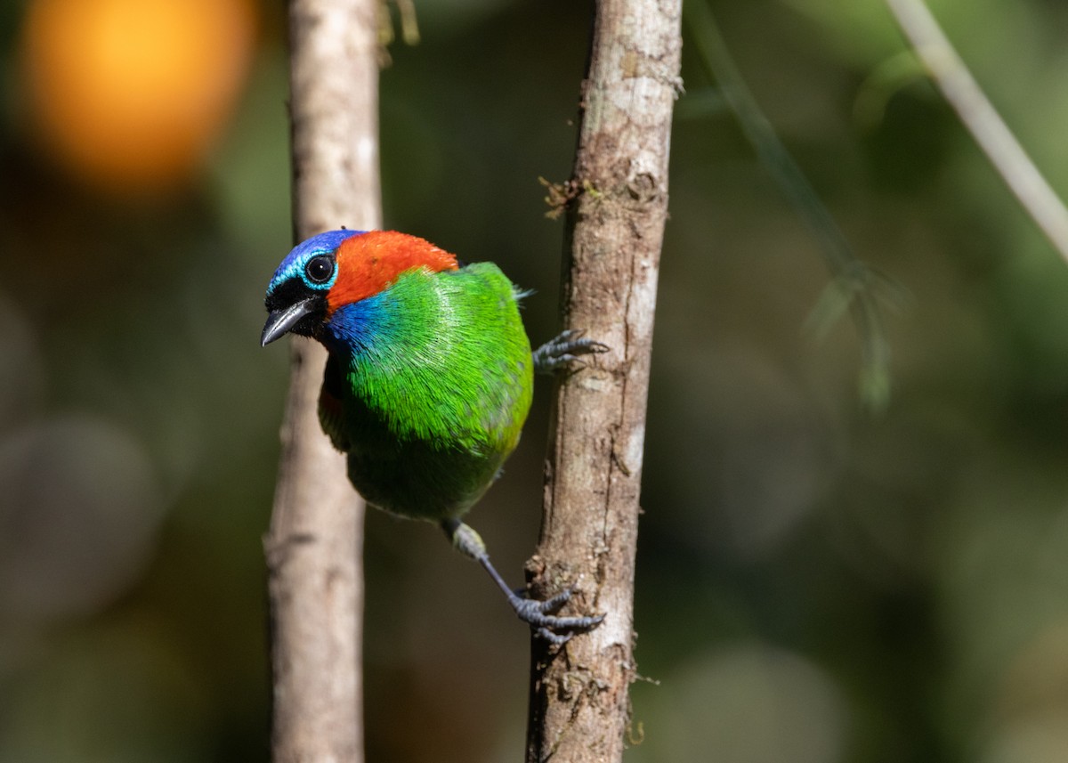 Red-necked Tanager - ML620505890