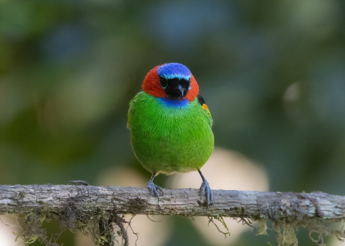 Red-necked Tanager - ML620505891