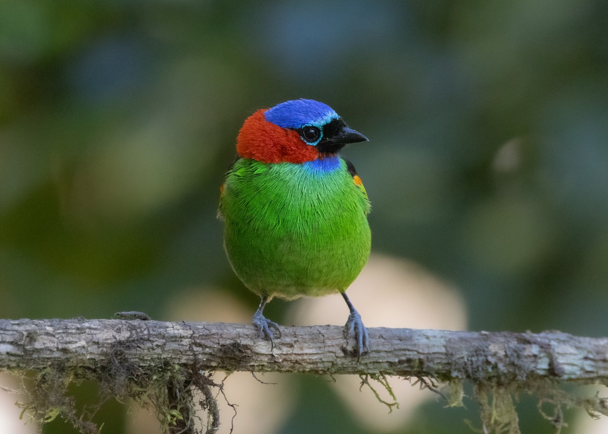 Red-necked Tanager - ML620505892