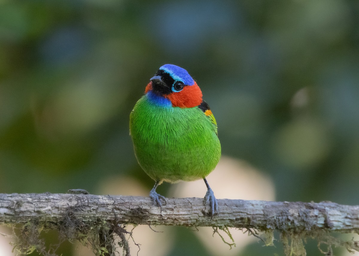 Red-necked Tanager - ML620505893