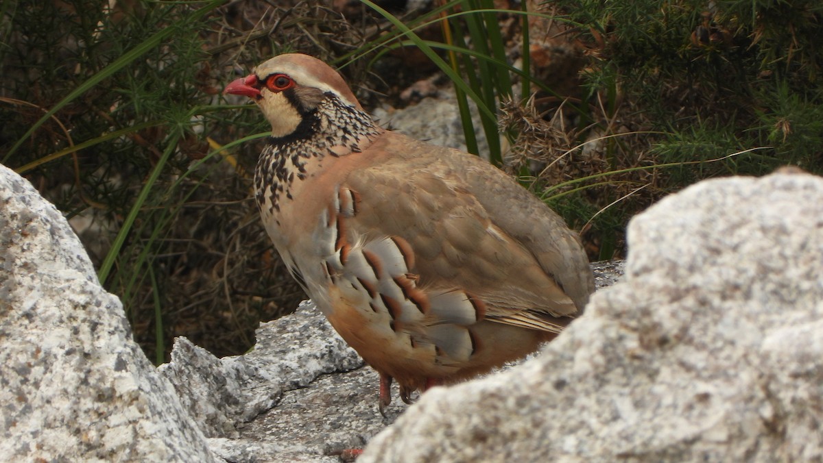 Red-legged Partridge - ML620505896