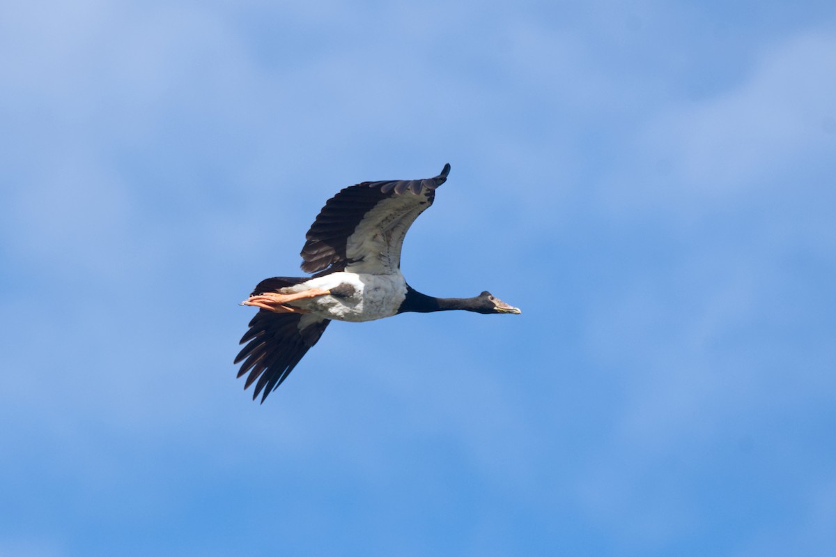 Magpie Goose - ML620505897