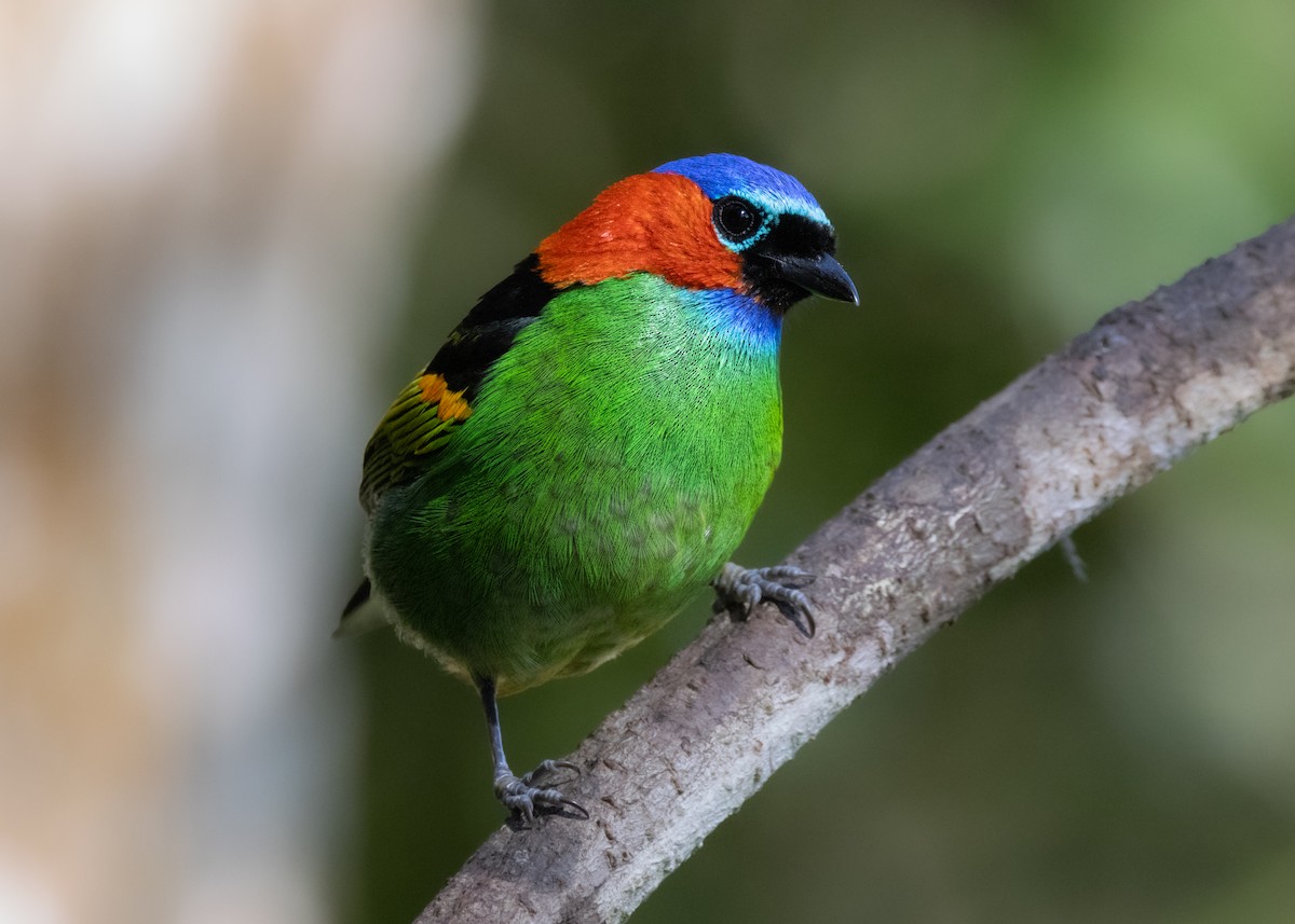Red-necked Tanager - ML620505901
