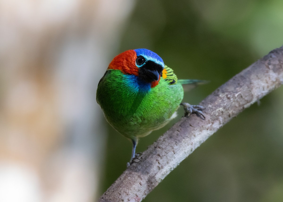 Red-necked Tanager - ML620505902