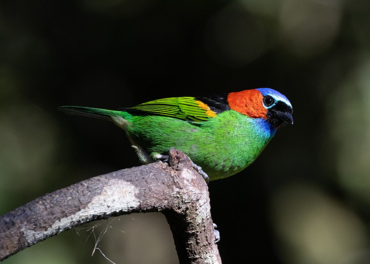 Red-necked Tanager - ML620505903