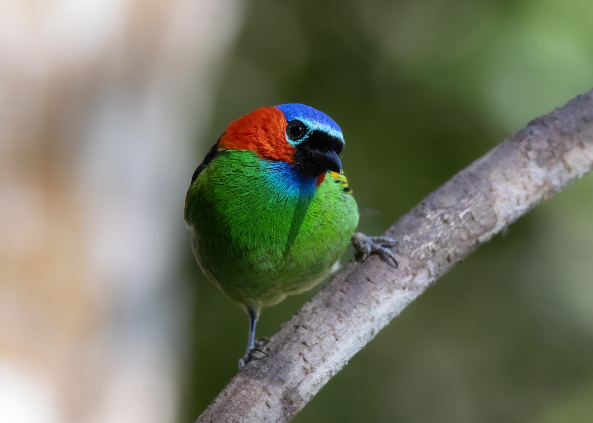 Red-necked Tanager - ML620505904