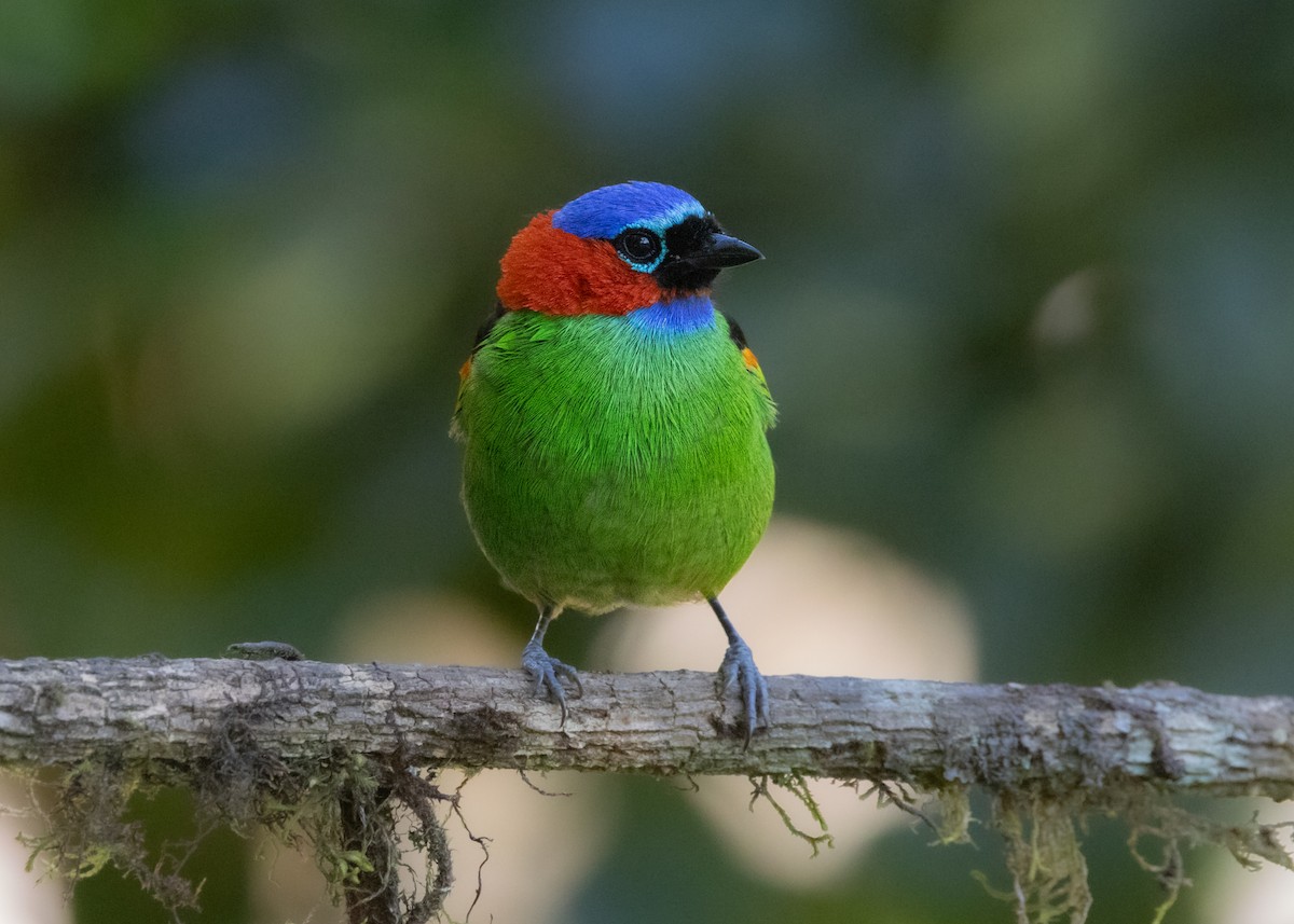 Red-necked Tanager - ML620505905
