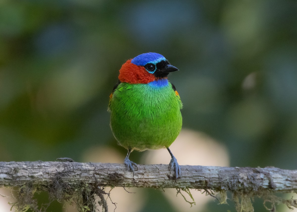 Red-necked Tanager - ML620505906