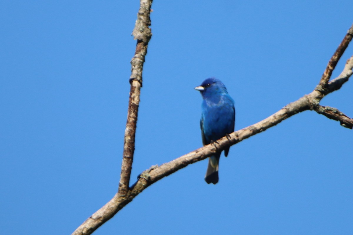 Indigo Bunting - ML620505907