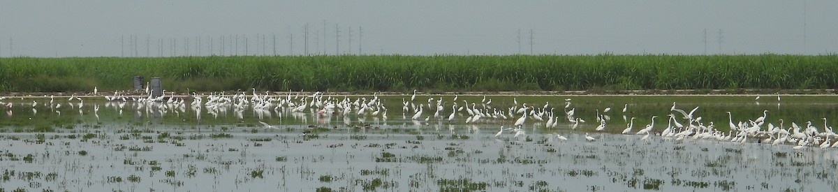 Great Egret - ML620505908