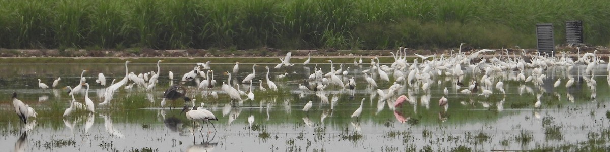 Great Egret - ML620505909