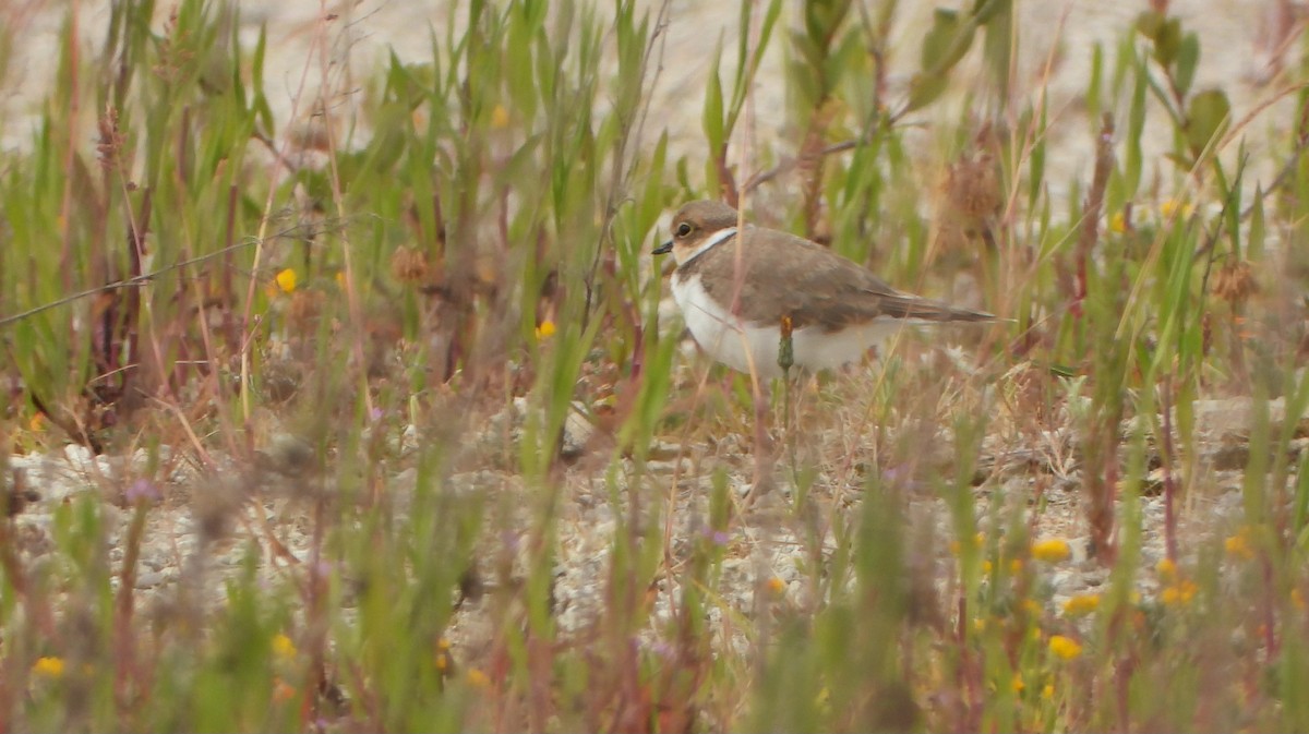 Little Ringed Plover - ML620505913