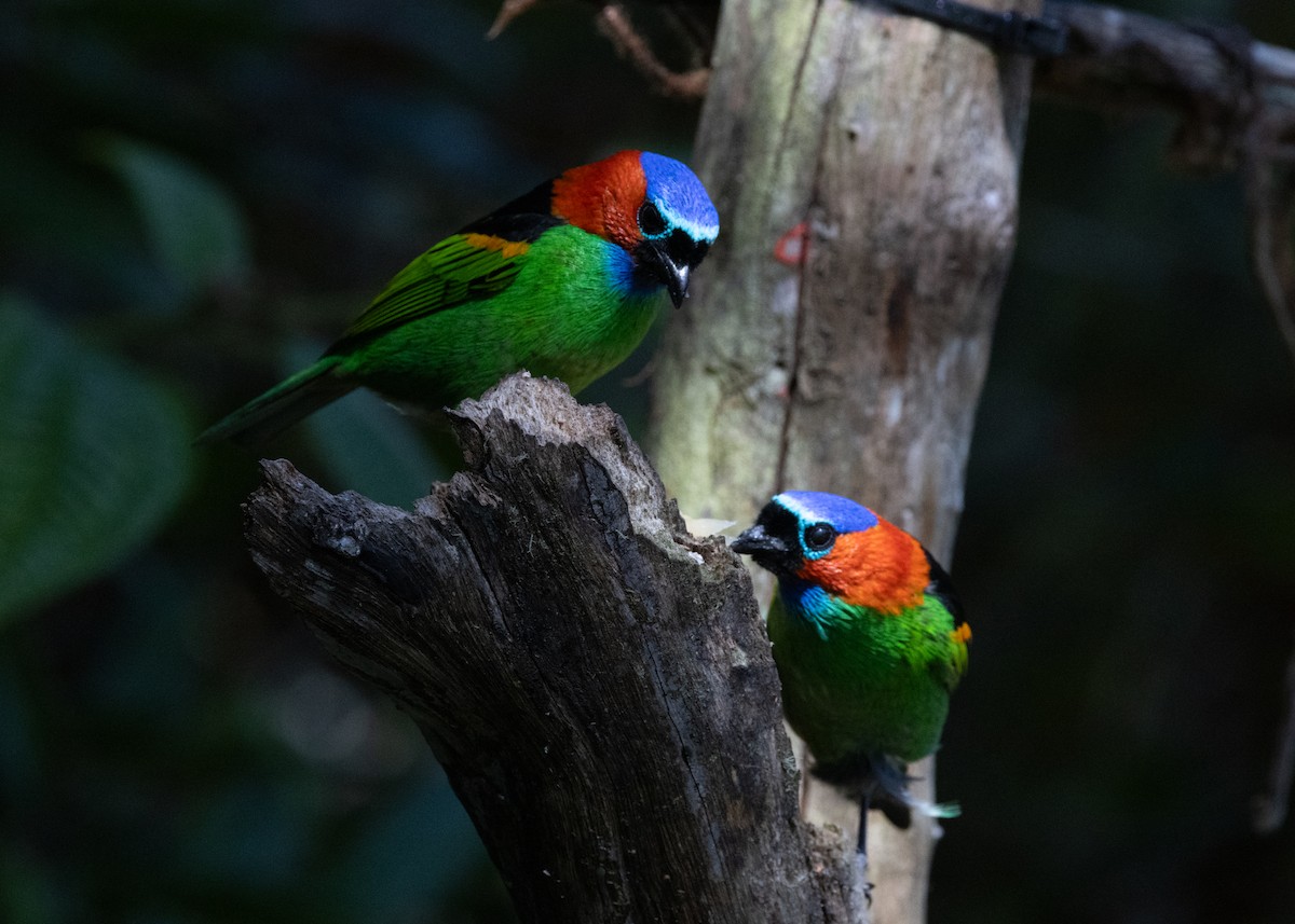 Red-necked Tanager - ML620505918