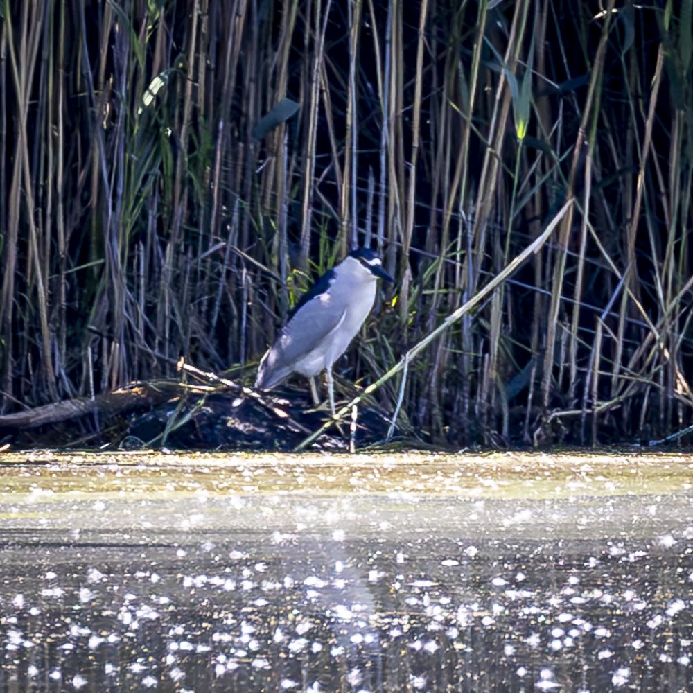 Black-crowned Night Heron - ML620505925