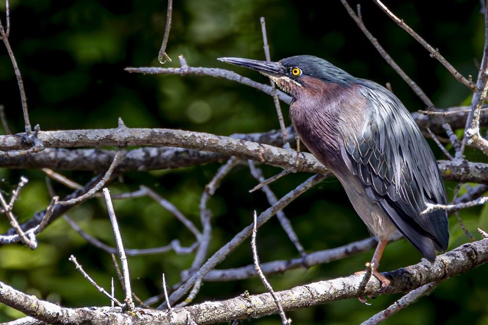 Green Heron - ML620505930