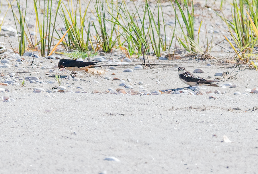 Tree Swallow - ML620505935