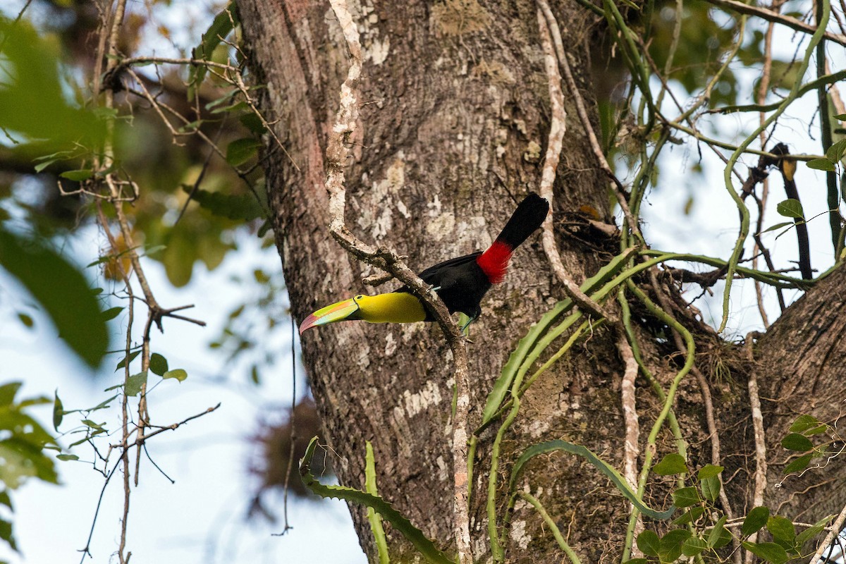 Toucan à carène - ML620505941